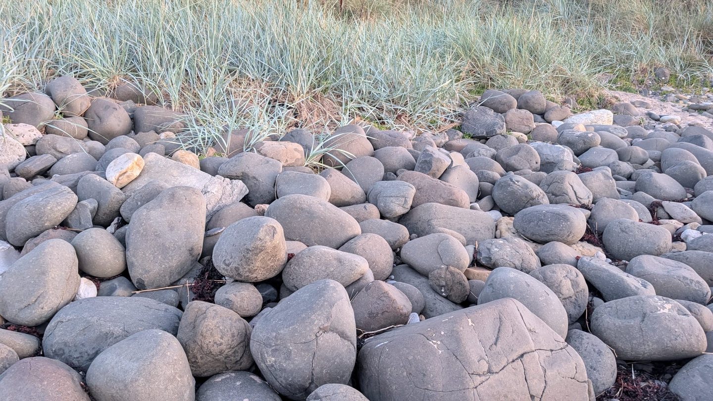 Grasses pushing out between large beach boulders