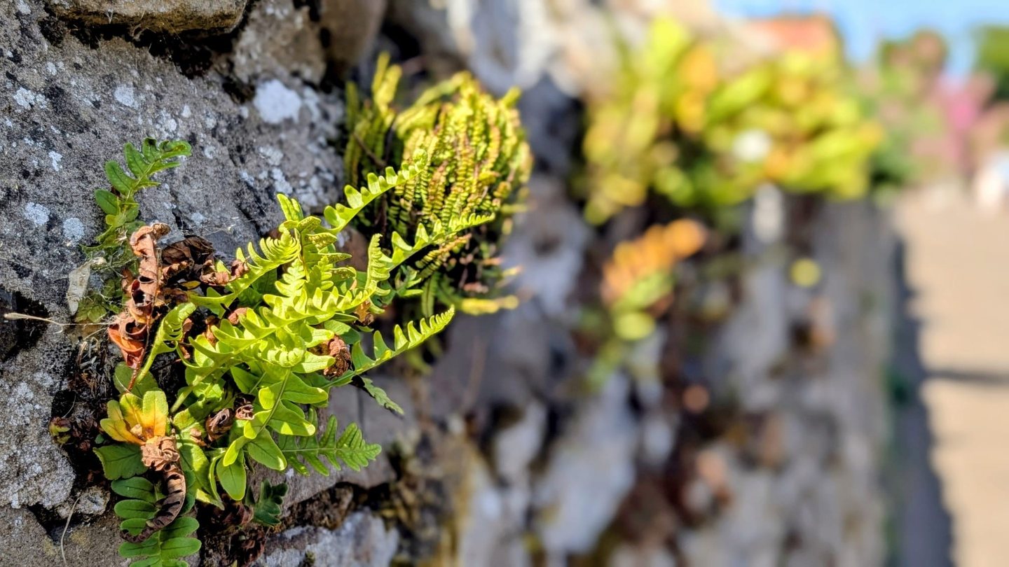 Small ferns rooted into the face of a stone wall