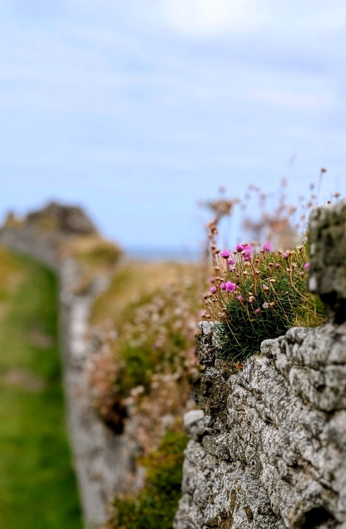 Sea thrift flowering from a crack in an old stone wall