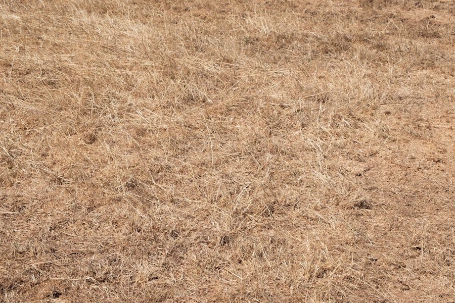 A lawn burnt brown and dormant after a long drought