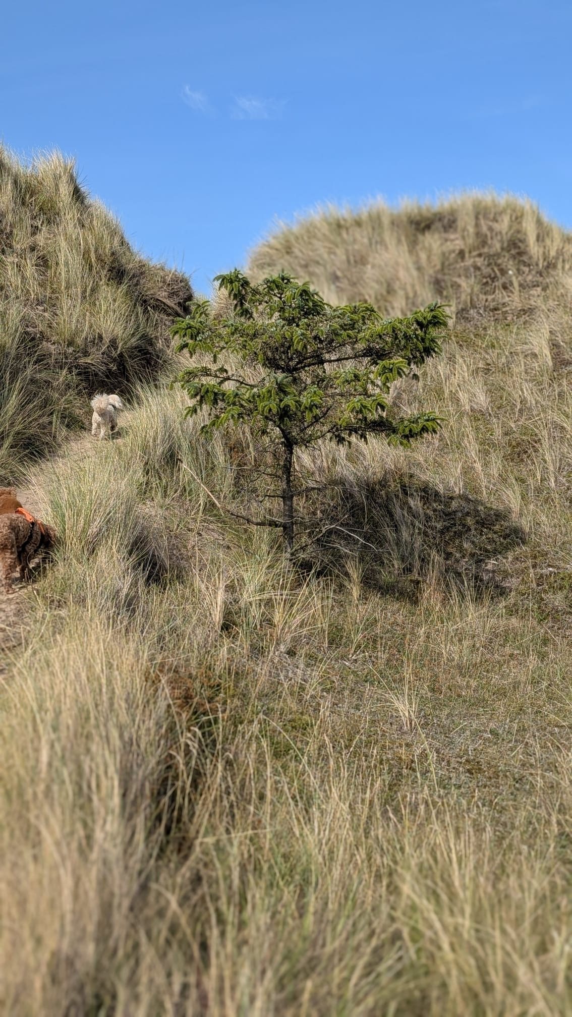 A single small pine tree growing among marram grass in the Holy Island sand dunes