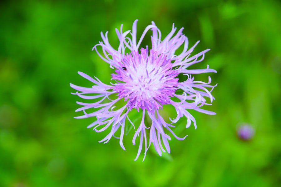 A knapweed flower, its fringed purple florets fully open