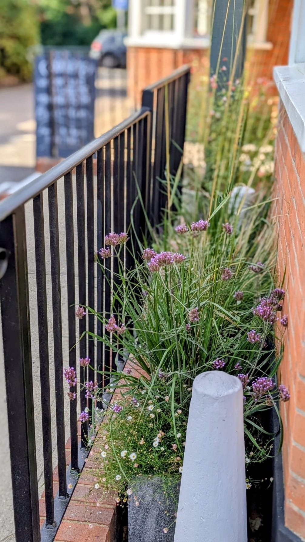 Verbena and grasses in a planter along the railings